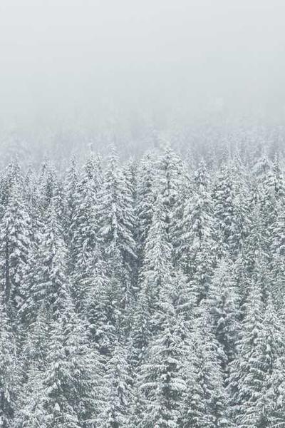 Best Nevada LLC Formation Services 