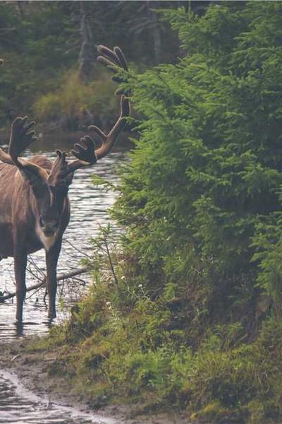 How to Start an LLC in Louisiana 