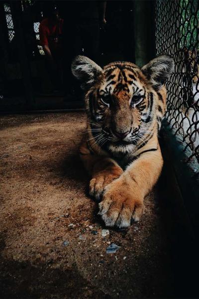 How to Start an LLC in Montana 