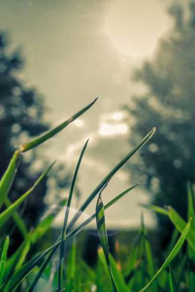 Best Kansas LLC Formation Services 