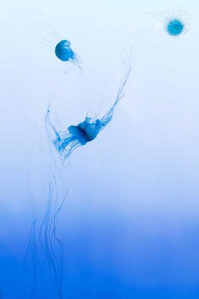 Best Iowa LLC Formation Services  